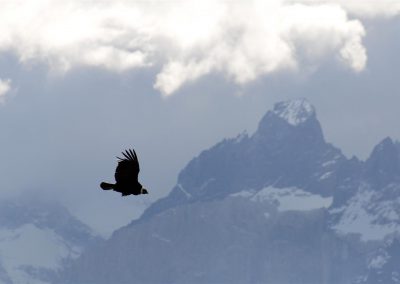 Condor à Torrres del Paine
