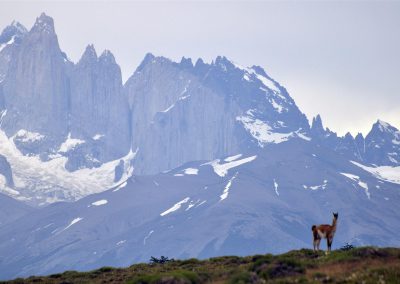 Guanacos à Torres del Paine