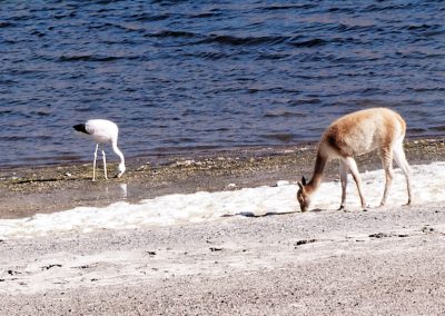 Flamand et vigogne au bord de la lagune Miscanti (©JMDK - AFA Avril 2018)