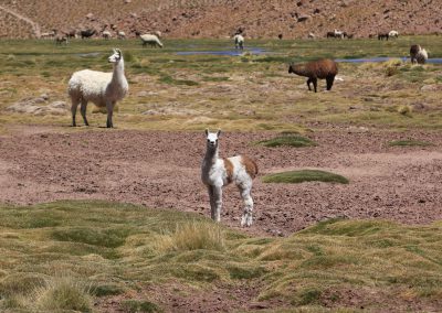 Troupeau de lamas à la descente des Geysers (©PhilippeFilliatre - AFA Nov. 2015)