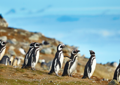 Pingüinos Getty images