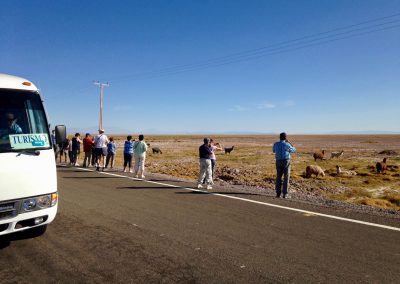 Pause lamas poseurs sur la route vers les lagunes altiplaniques