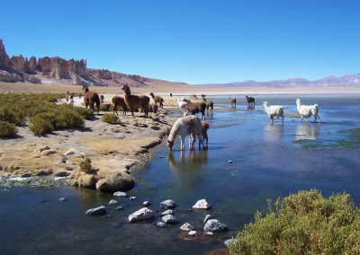Les lamas au bord du lac, au fond les "Catedrales" de Tara
