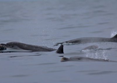 Ainsi que "las Toninas", cousins des dauphins (Photo Andy Strappazzon AFA-AstroclubVega 2016)