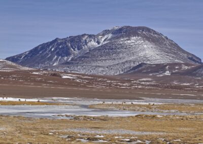 3rd acclimatization to the Quepiaco's bofedal (swamp) & vicuñas (L.Jamet)