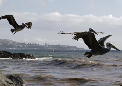 Pelicanos "porteños" (from Valparaíso) in flight to Viña del Mar while we leave to the airport for our flight to Paris... (Luc Jamet)